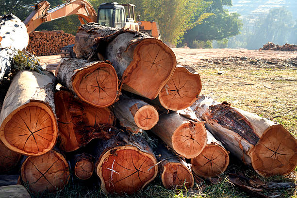 Photograph of cut tree logs, representing deforestation and environmental impact. The scene highlights forest exploitation, vegetation loss, and sustainability issues, conveying awareness of nature conservation and responsible use of natural resources