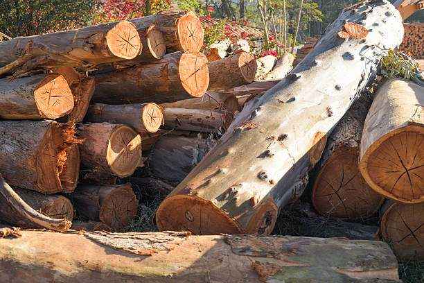 Photograph of cut tree logs, representing deforestation and environmental impact. The scene highlights forest exploitation, vegetation loss, and sustainability issues, conveying awareness of nature conservation and responsible use of natural resources