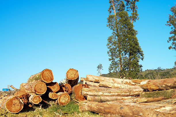large logs of cut wood against the background of a blue beautiful spring sky. forest management with wood. cutting a tree.