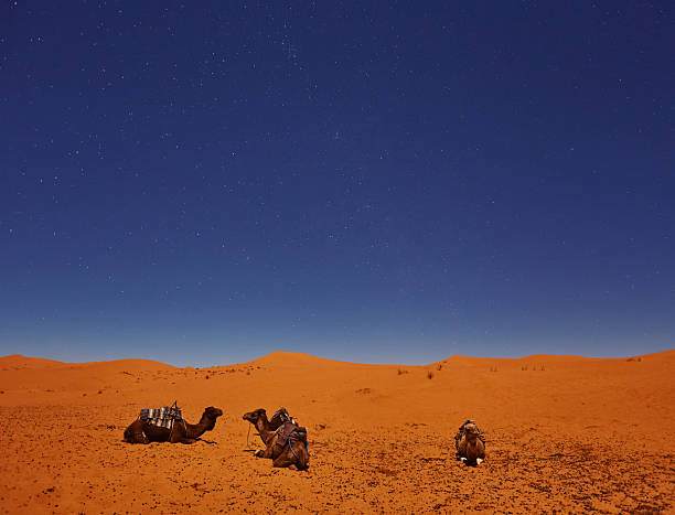 istock Camels sleep under the starry sky in sahara desert 2251335614