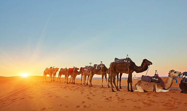 istock Camel caravan going through the sand dunes in the Sahara Desert 2251335619