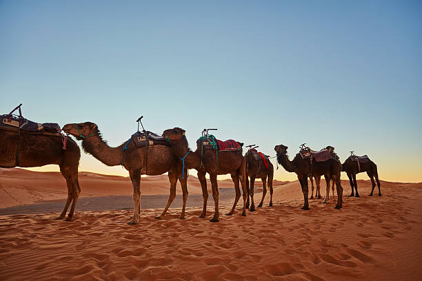 istock Camel caravan going through the sand dunes in the Sahara Desert 2251335621