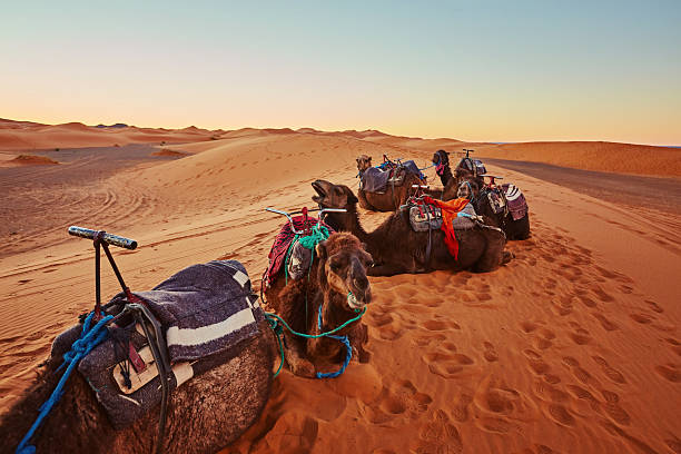 istock Camel in the Sahara desert in Morocco 2251335622