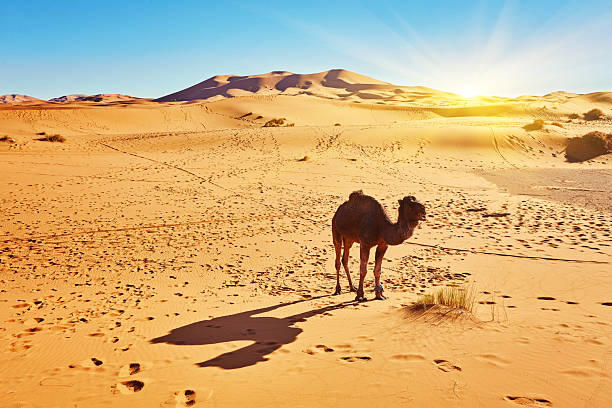Camel in the Sahara desert in Morocco standing on a dune