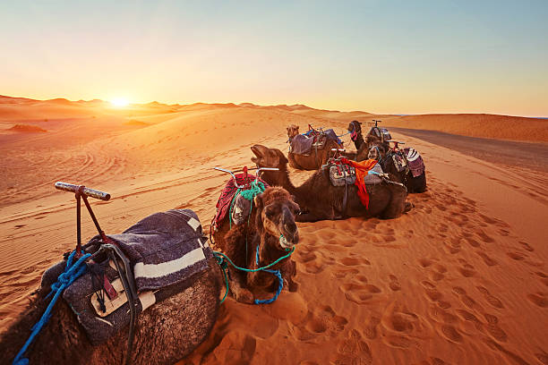 istock Camel in the Sahara desert in Morocco 2251335659