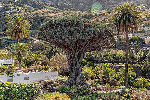istock Drago milenario old dragon tree tenerife landscape 2251337567