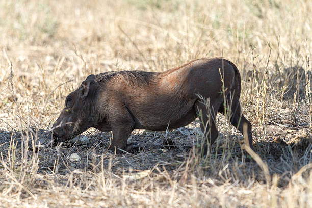 The common warthog (Phacochoerus africanus) is a wild member of the pig family (Suidae) found in grassland, savanna, and woodland in sub-Saharan Africa.