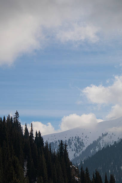 Vertical shot of tall pine trees on a slope with clouds and a snowy mountain in the background