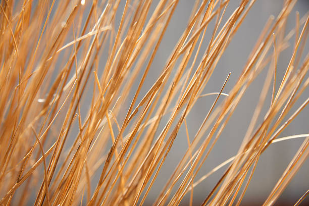 An extreme close-up, high-key shot focusing on the dense pattern of thin, vertical dried grass or straw stalks. The image creates a striking, repetitive, and natural abstract background or texture. Ideal for themes related to design, minimalism, fiber, natural materials, and desert/dry environments
