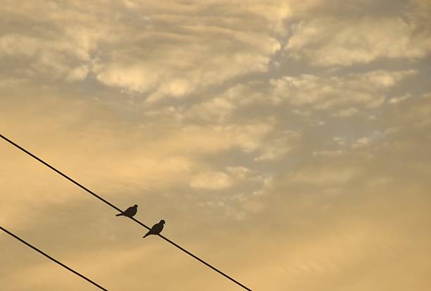 dove bird hanging arranging on electric wire in sunset orange cloud sky background