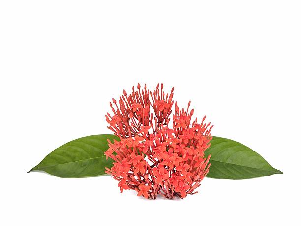 istock Ixora coccinea flower isolated on white background 2251346829