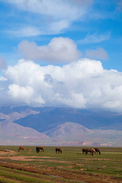 Herd of horses grazing in a green meadow with a backdrop of layered mountains and large white fluffy clouds