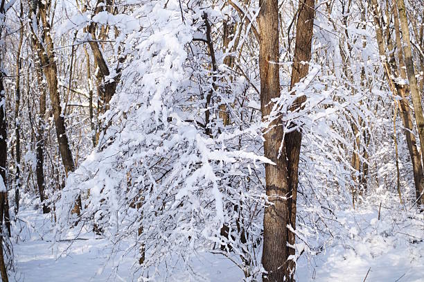 istock A branch covered with snow in a winter forest. 2251350484