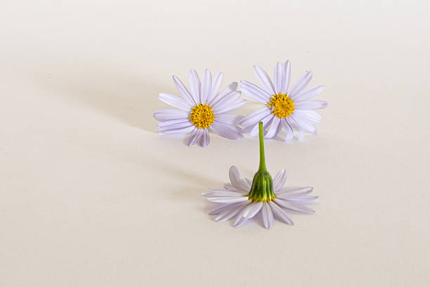 African Daisy (Arctotis Stoechadifolia) con petalos blancos y centro azul, rodeado de pistilos amarillos
