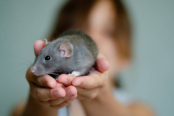 istock Child with small pet in a tender embrace 2251350716