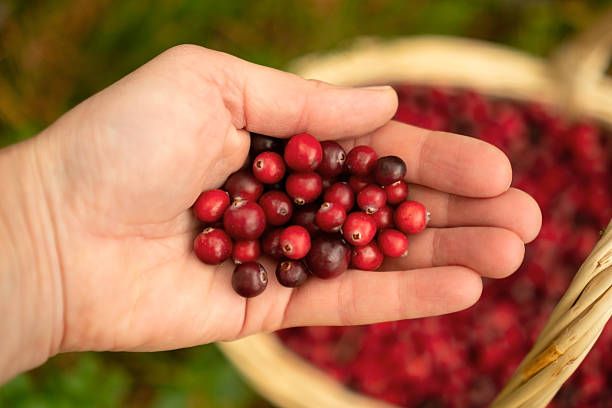 istock Girl collecting cranberries into basket during forest walk 2251351544