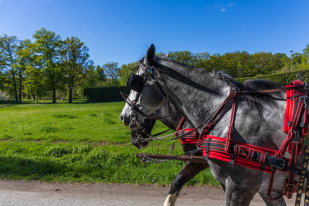 istock Pair of dappled gray horses in red harness, pulling a carriage. Close-up profile view with a sunny park and lush green grass in the background 2251352578