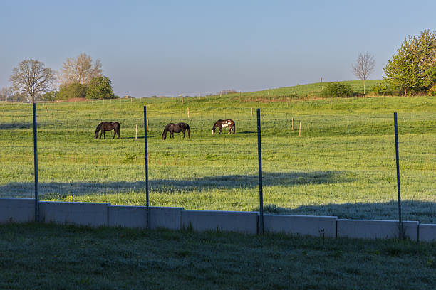 istock Three horses, including one piebald, graze in a lush green meadow. In the foreground is a low concrete wall and fence posts. A peaceful morning scene 2251353375