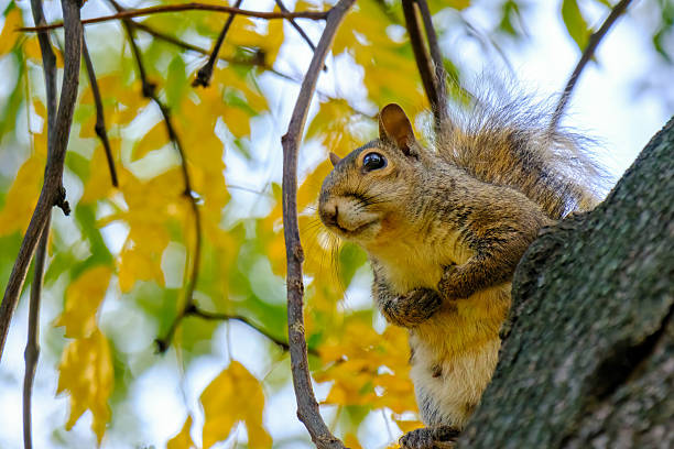 istock Autumn at Parco Sempione, Milan: a squirrel 2251354531