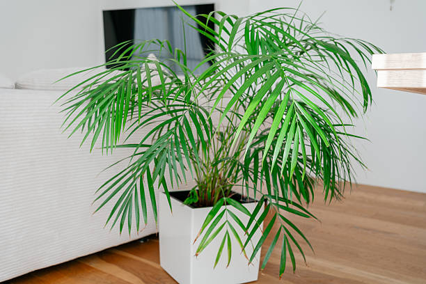 istock Indoor palm in pot 2251354906