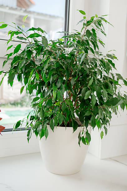 istock Indoor ficus in light 2251355038