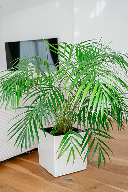 istock Palm plant beside mirror 2251355133
