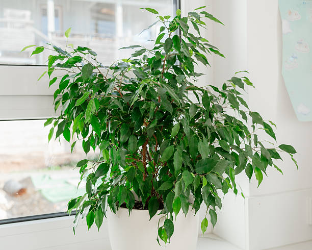 istock Green ficus by window 2251355264