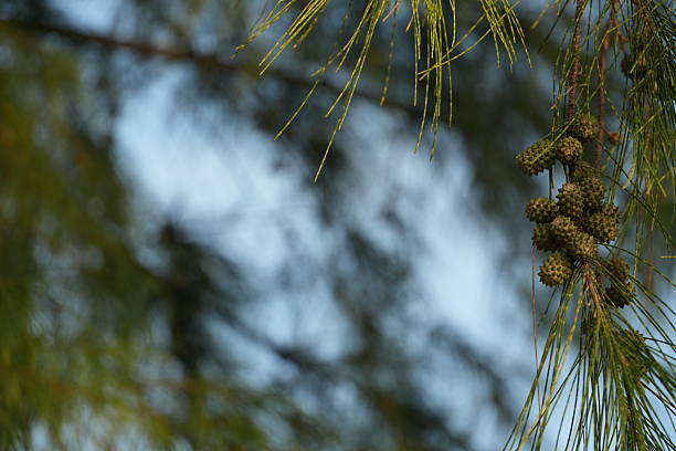Pine tree branch with pine cones against a serene blue sky, evoking feelings of peace and tranquility in a natural setting.
