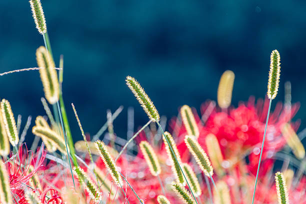 Green foxtail grass illuminated by sunlight with vibrant red spider lilies and a dark blue background.