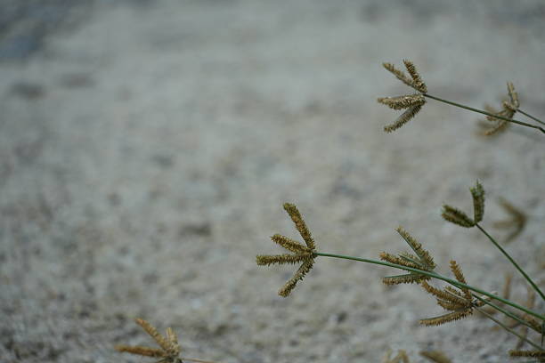 Plants Overgrown on the Roof of Houses in the Forest