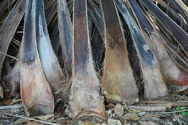 Tropical plant , Brazil
