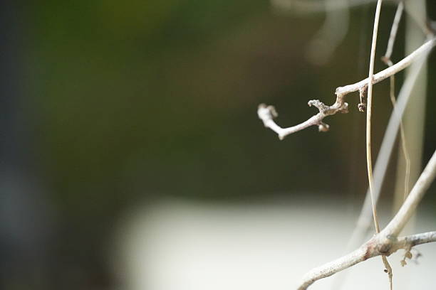 istock Close-up of delicate bare tree branches against blurred background 2251360697