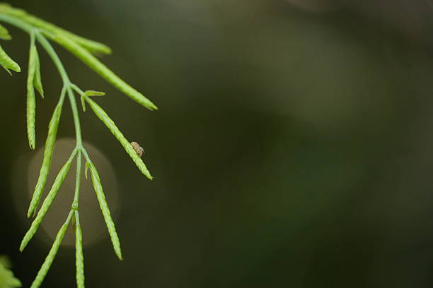 Delicate tiny insect perched on a green plant branch with a softly blurred background, evoking a sense of serenity and connection to nature.