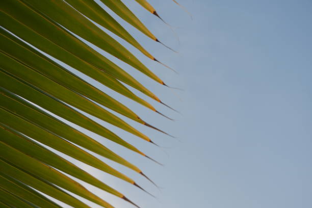 Palm leaves swaying gently against a clear blue sky on a sunny day, evoking feelings of serenity and relaxation
