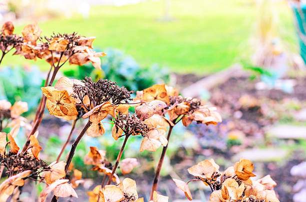 Dried hydrangea flowers in a garden during autumn with soft bokeh background