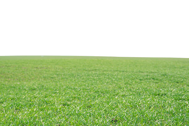 Fresh Spring Grass with Wildflowers on White Background. 3D Render