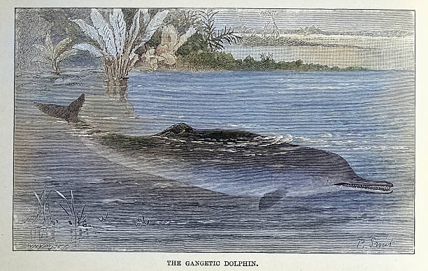 Wildlife, Ganges river dolphin, Vintage illustration 19th century 1870s