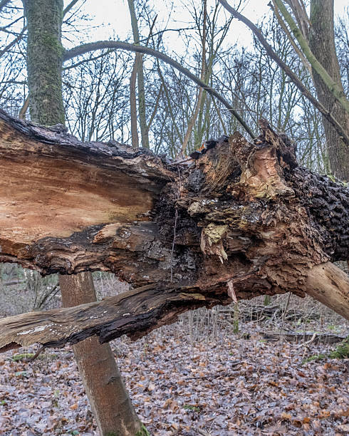 istock Broken tree trunk lying on the forest floor exposing orange wood 2251376507