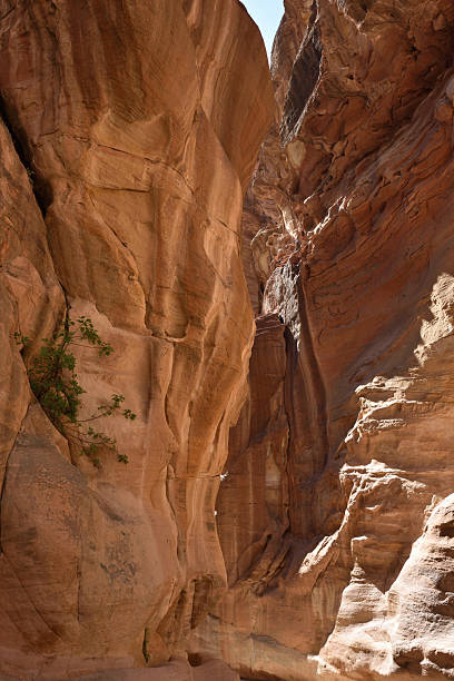 istock Siq gorge in Petra, Jordan 2251378242