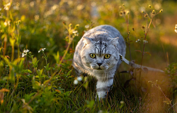 istock American Shorthair 2251379147
