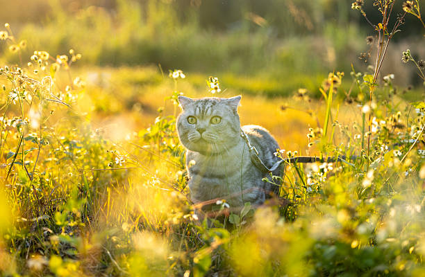 As the sun sets in the west, an American shorthair cat is joyfully running on the grass in the park.