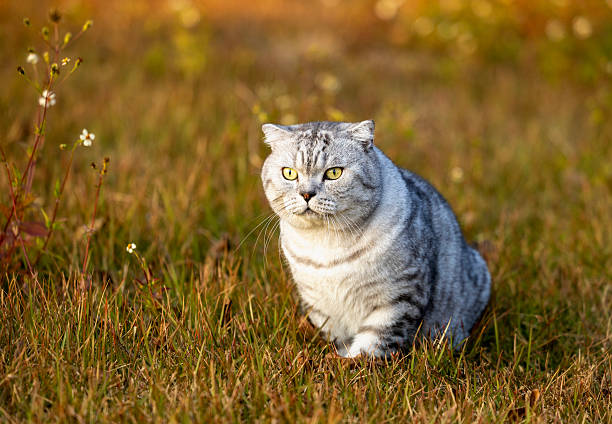 As the sun sets in the west, an American shorthair cat is joyfully running on the grass in the park.