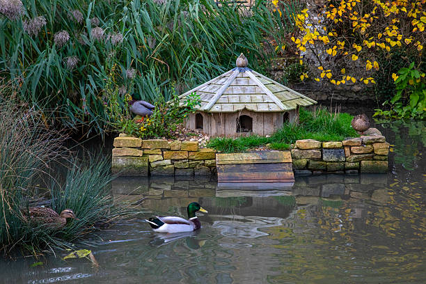 A duck pond in the village of Willsersey in Gloucestershire, UK.