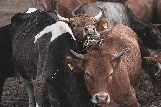 istock Cattle stand in the pasture and eat hay. 2251379490