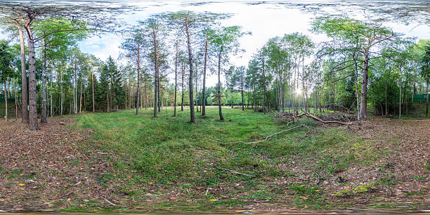 istock full seamless spherical hdr panorama 360 degrees angle view on fallen tree among bushes of forest or park with stairs in equirectangular projection, ready VR AR virtual reality content 2251383548