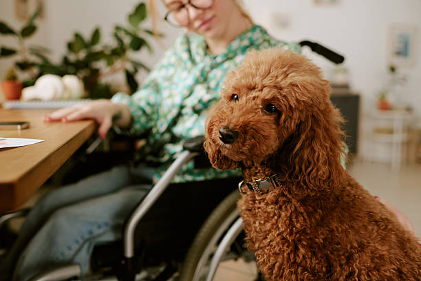 istock Young Woman with Disability Interacting with Brown Poodle Indoors 2251388031