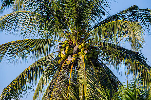 istock Lush Tropical Foliage: Coconut Palm Fronds and Breadfruit Leaves Under Bright Sunlight. Abundance and Island Nature. 2251388900
