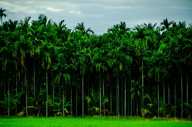 Freshly cultivated farmland near Davangere, Karnataka, India.