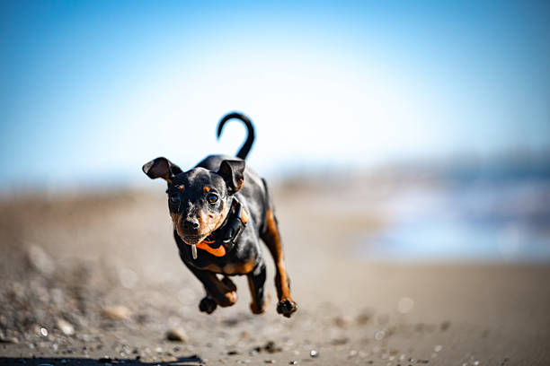 Unleashed Joy: High-Speed Action Shot of a Cute Miniature Pinscher Puppy Running and Playing Freely on a Sunny Beach