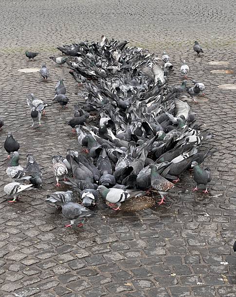 istock Feeding pigeons in downtown Frankfurt 2251395135